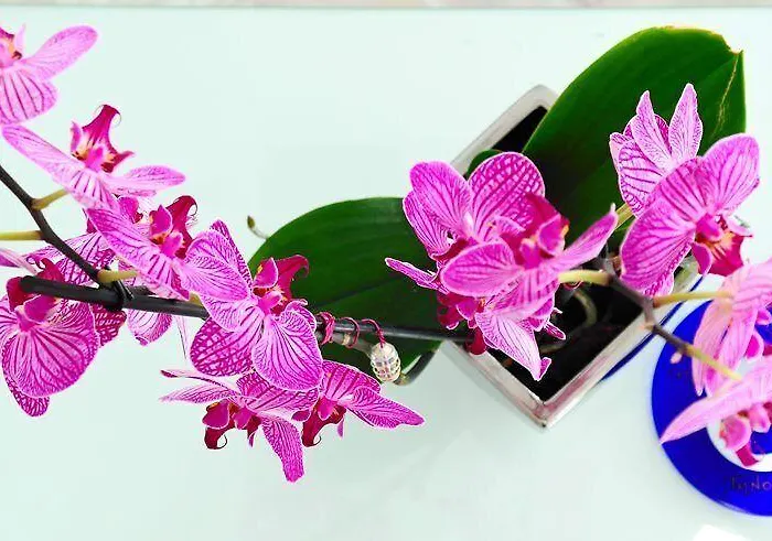 Station touristique Petasos & - Small Luxury Of The World