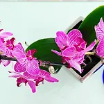 Semesteranläggning (resort) Petasos & - Small Luxury Of The World