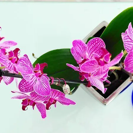 Resort Petasos & - Small Luxury Of The World